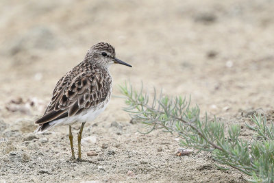 Scolopacidae (sandpipers, snipes)
