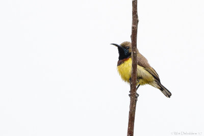 Olive-backed sunbird (Staalborsthoningzuiger)