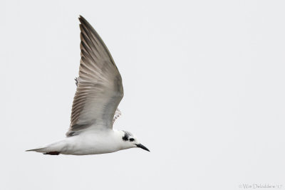 White-winged tern (Witvleugelstern)