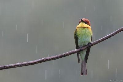 Chestnut-headed bee-eater (Bruinkopbijeneter)