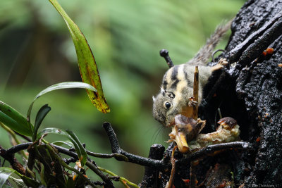 Himalayan striped squirrel (Thaise dwergstreepeekhoorn) 