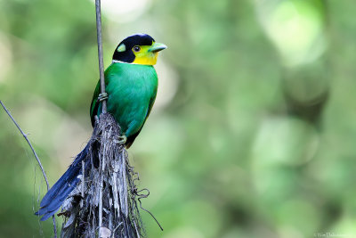 Long-tailed broadbill (Papegaaibreedbek)