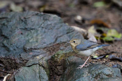 Siberian blue robin (Blauwe nachtegaal)