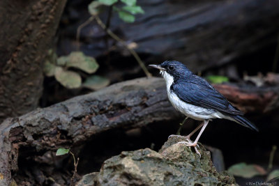 Siberian blue robin (Blauwe nachtegaal)