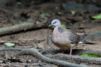 Spotted dove (Parelhalstortel) 