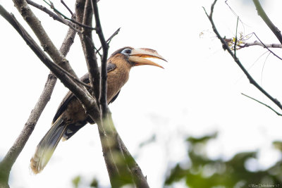Tickells brown hornbill (Tickells bruine neushoornvogel)