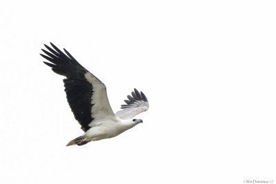 White-bellied sea-eagle (Witbuikzeearend)