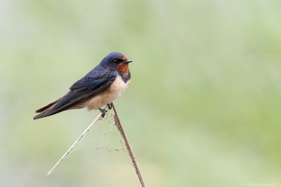 Barn swallow (Boerenzwaluw)