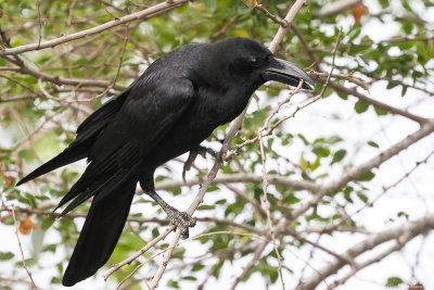 Large-billed crow (Dikbekkraai)