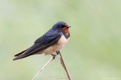 Barn Swallow (Boerenzwaluw)