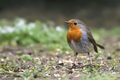 Robin (Roodborst)