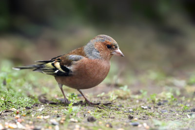 Common chaffinch (Vink)