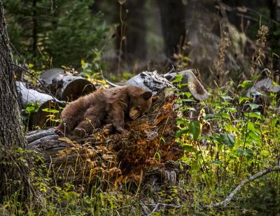 Cub sleeping on log  reduced-8071.jpg