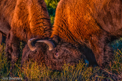 Bitter Bison Battle 7891.JPG