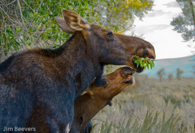 Gros Ventre Park, Grand Tetons -7823.JPG