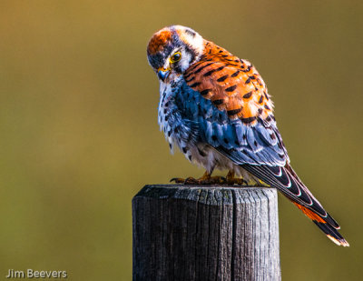 American Krestrel