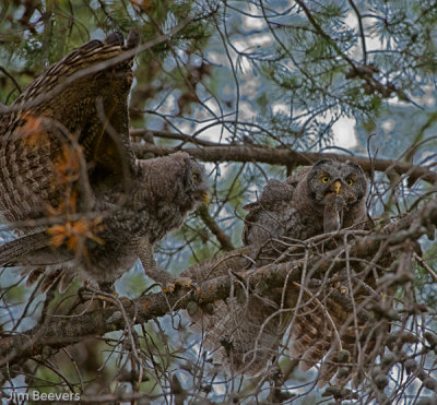 Great Grey owl chicks w mouse