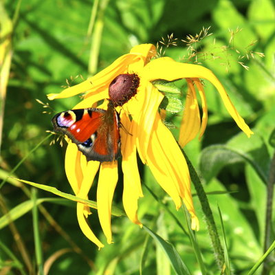 Yellow flower