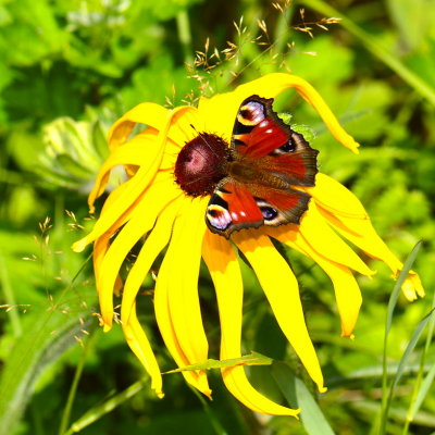 Yellow flower