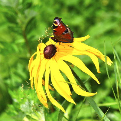 Yellow flower