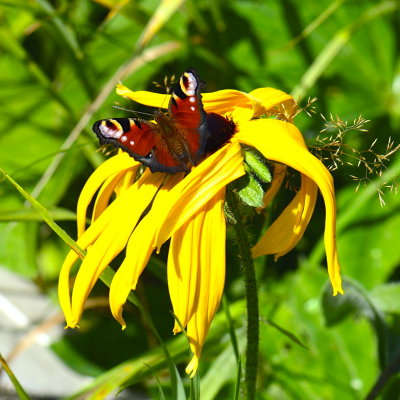Yellow flower
