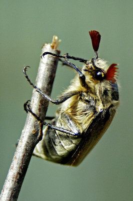 May beetle