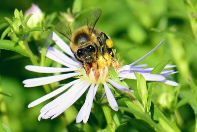 Bee