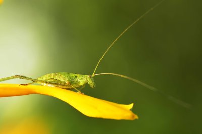 Locust