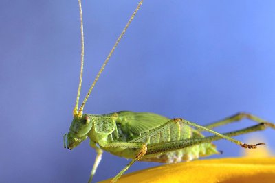 locust