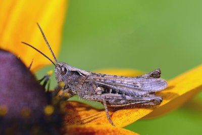 grasshoper