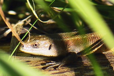 lizard