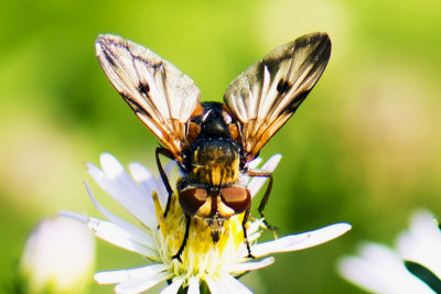 Fly