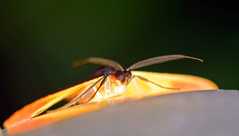 Moth on a light 2.jpg