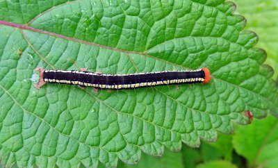 Colourful caterpillar.jpg