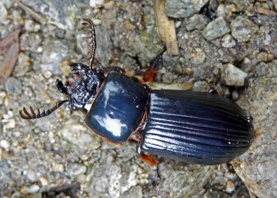 Large Passalid beetle.jpg