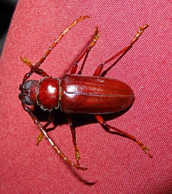 Red Longhorn beetle Assam.jpg