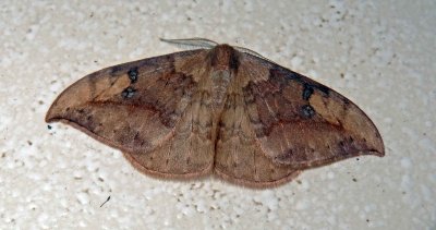 Unidentified moth 2 Arunachal Pradesh.jpg