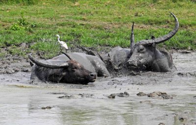 Buffalo mud bath.jpg