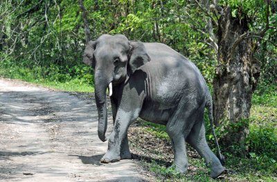 Indian elephant.jpg