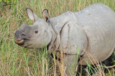 Indian rhino calf Kaziranga NP Assam 2.jpg