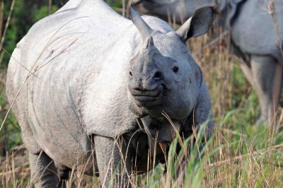 Indian rhino calf Kaziranga NP Assam.jpg