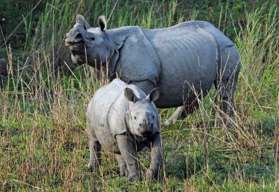 Indian rhino mother and calf Kaziranga NP Assam.jpg