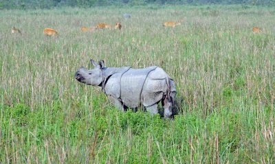 Indian rhino Kaziranga NP Assam.jpg