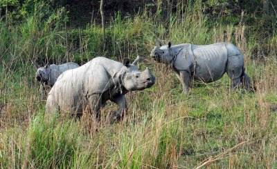 Indian rhinos Kaziranga NP Assam.jpg