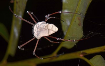 Big white spider.jpg