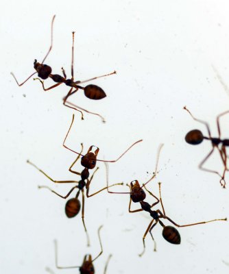 Ants on a light 2.jpg