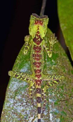 Bornean Agamid 2.jpg