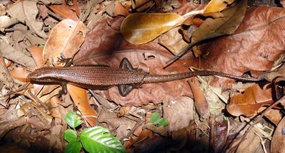 Rough tailed skink.jpg