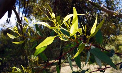 Eucalyptus gracilis.jpg
