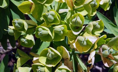 Euphorbia lambii.jpg